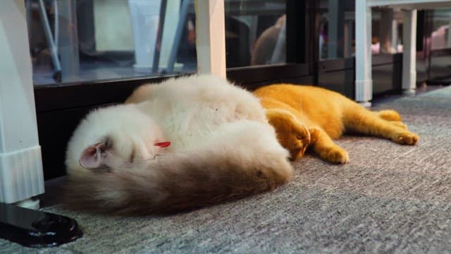 Two cats sleeping together on the floor indoors