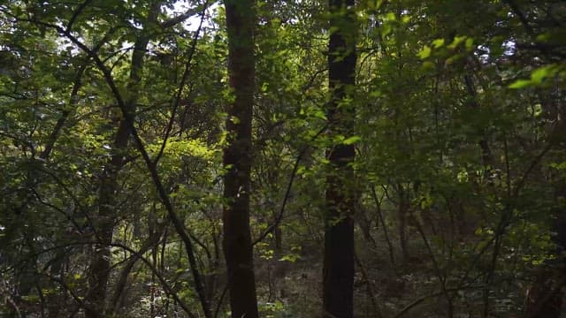 Tranquil forest landscape abundant with greenery