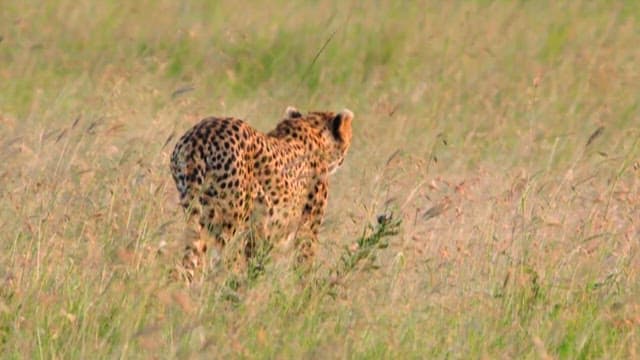 Cheetah gracefully striding through the savanna