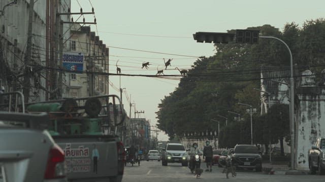 Monkeys Moving Between the Wires of a Telephone Pole