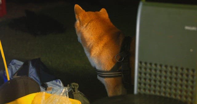 Shiba Inu Dog at Nighttime Camping Site