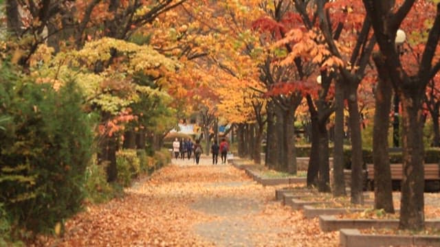 Park with falling leaves