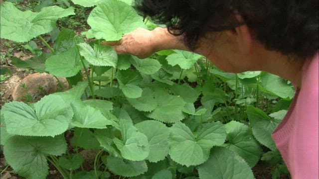Elderly woman picking perilla leaves in the garden
