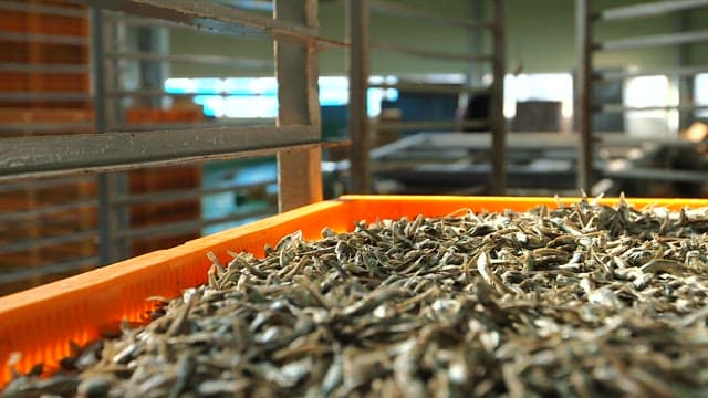 Dried anchovies in an orange tray indoors