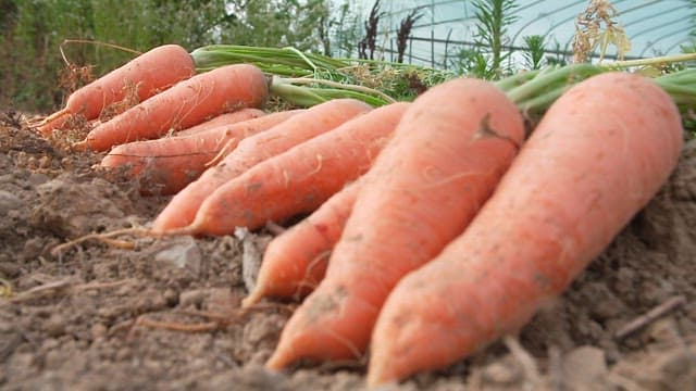 Fresh Carrots Just Harvested from the Field