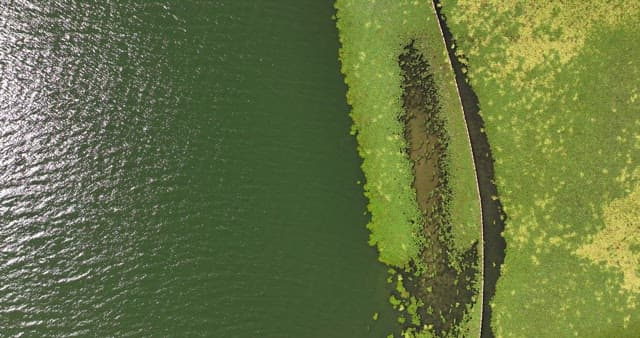 Green lake with vegetation