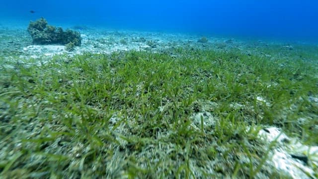 Underwater view of sea grass and marine life