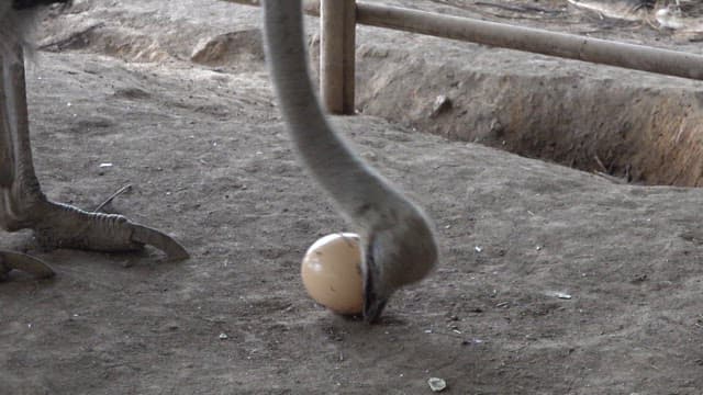 Ostrich handling a large egg on a farm dirt floor