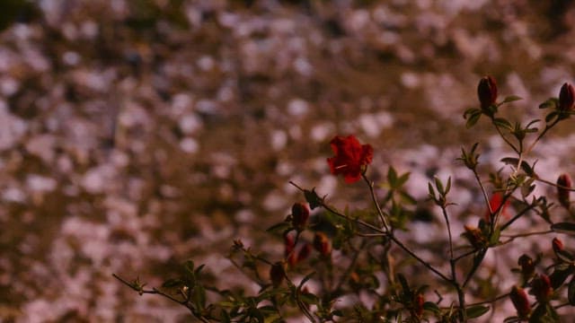 Red flower blooming among petals