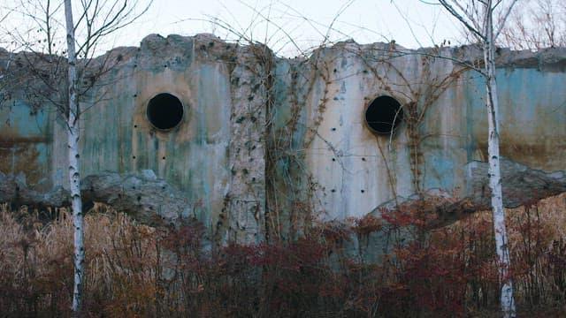 Old, Collapsed Concrete Wall and White Birch Tree
