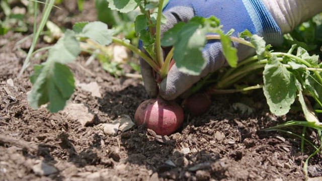 Harvesting fresh radishes from the soil