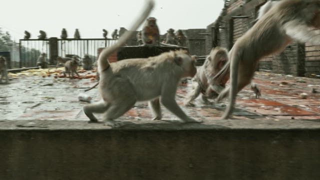 Monkeys Fighting Violently on Stone Steps