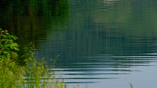 Calm lake with gentle ripples and reflection of green trees
