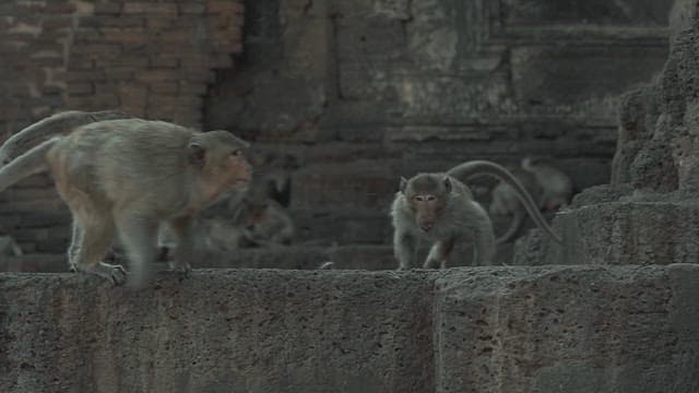 Monkeys Moving in Groups on the Rocks