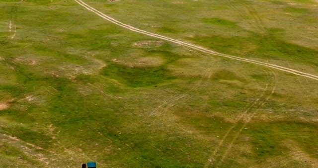 Wide meadow with birds flying around