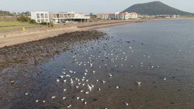 Seagulls flying over a coastal beach