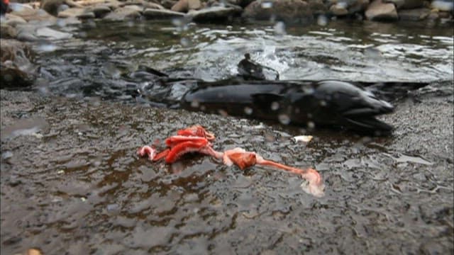 Eels coming out of the water to eat