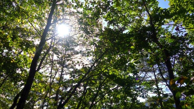 In a quiet forest with sunlight shining through the trees
