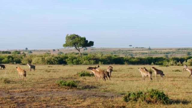 Lions an Hyenas Wary of Each Other in the Savannah