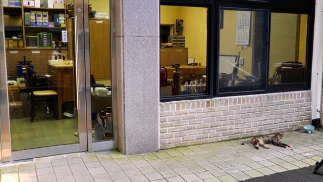 View of a store with a cat resting