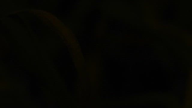 Fireflies that light up the darkness with green light on the blades of grass