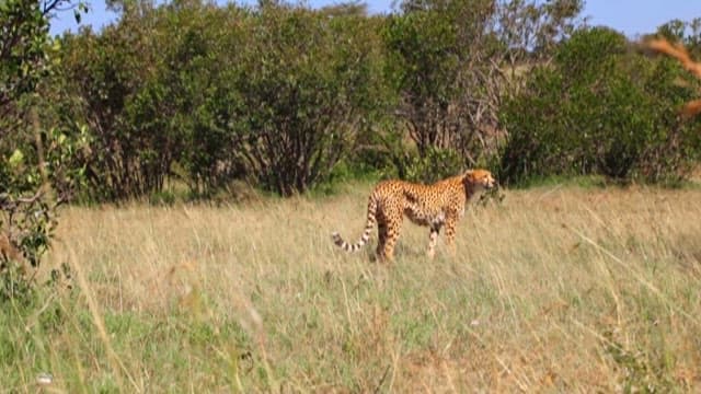 Cheetah Strolling Through a Grassy Plain with Lush Shrubs