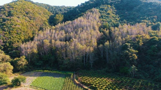 Farmland by Forested Hills