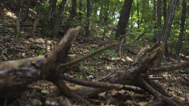 Serene Forest Trail Hike in Daylight