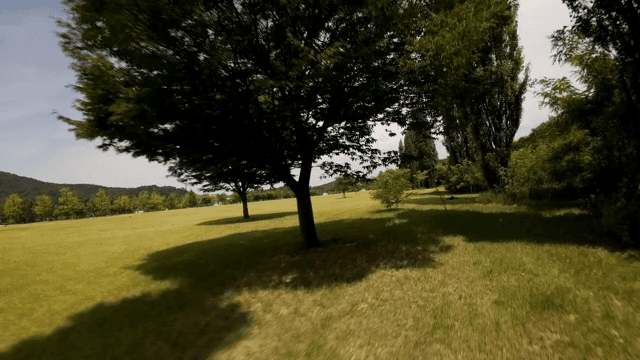 Spacious park with lush green trees
