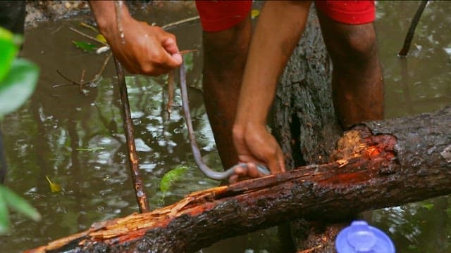 Collecting Tamilok from Rotten Tree Roots