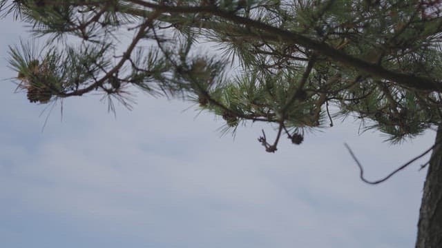 Pine Branches Against the Cloudy Sky