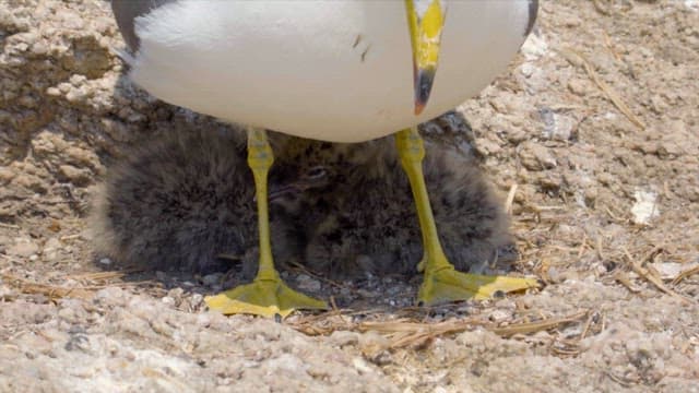 Seagulls protecting their young offspring in their natural habitat