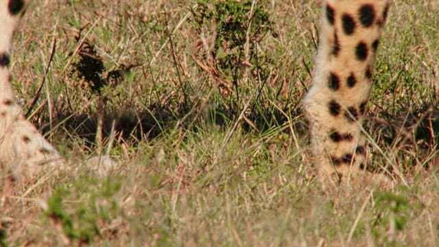 Cheetah moving stealthily through tall grass