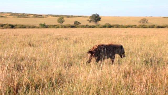 Hyena wandering through the grassland