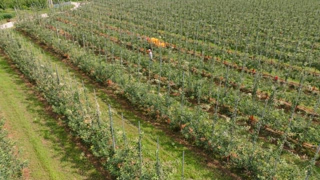 Farmers harvesting apples in an orchard