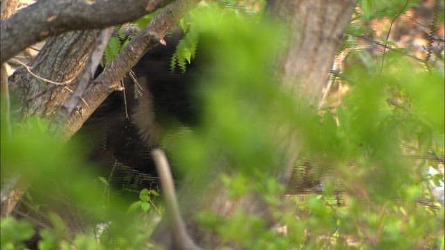Bear in Dense Forest Foliage