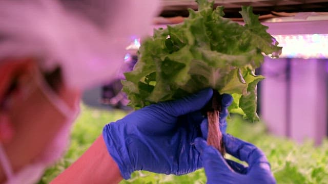 Green Lettuce Grown under Smart Farm Lighting