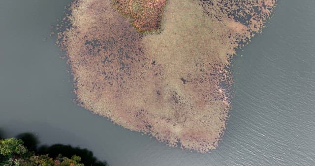 Serene lake with plants