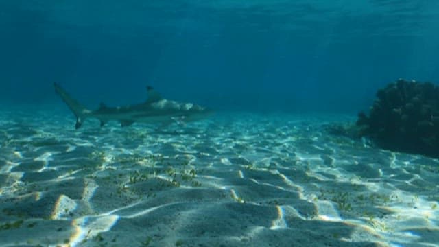 Underwater View of Sharks and Coral Reef