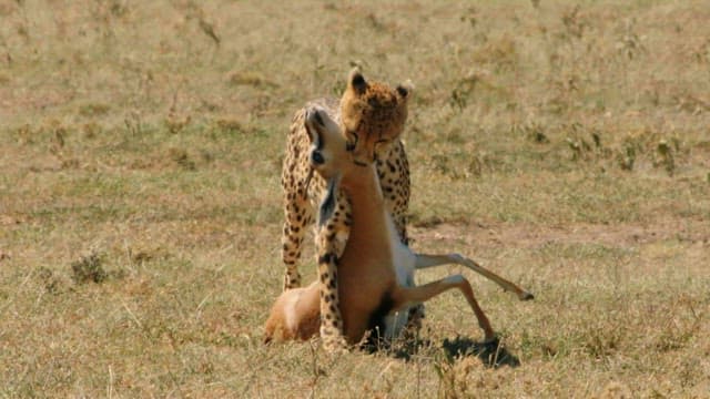 Cheetah Carrying Hunted Prey