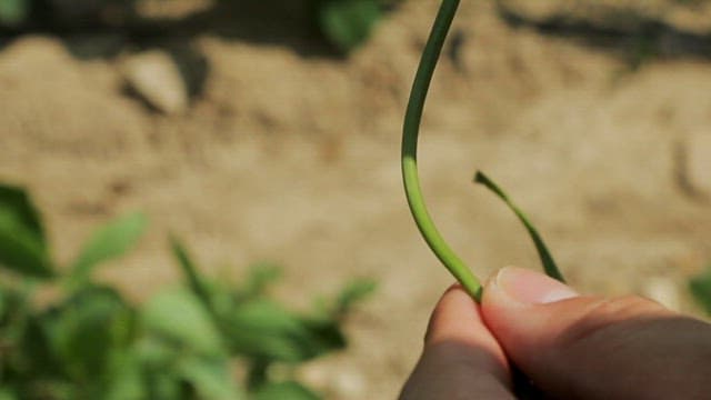 Checking the fresh stems of chives on a sunny day