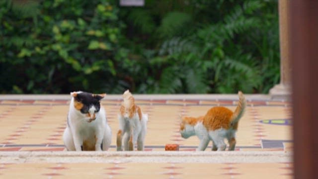 Cats Sharing Food Outdoors