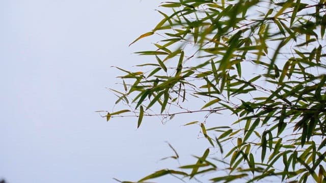 Bamboo leaves swaying gently in the breeze