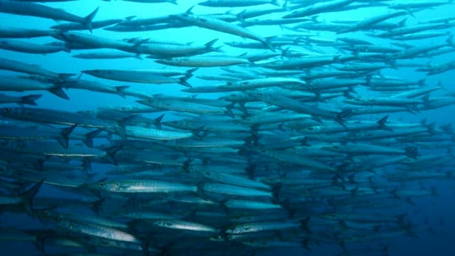 Schools of Fish Swimming Underwater