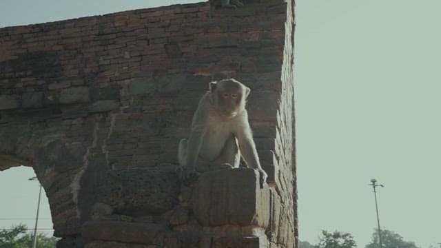Monkey Sitting on a Stone Structure in Ancient Temple