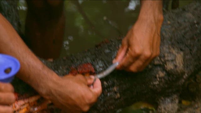 Collecting Tamilok from Rotten Tree Roots