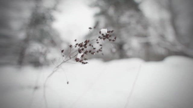 Wild Grass in a Snow-covered Wintry Landscape