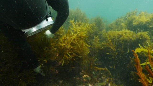 Female diver harvesting abalone among seaweed in the ocean