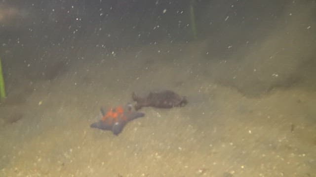 Starfish and Sea ​​sSnail on the Ocean Floor