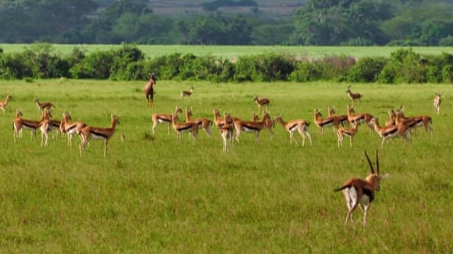 Herd of Antelopes Grazing and Running in a Meadow